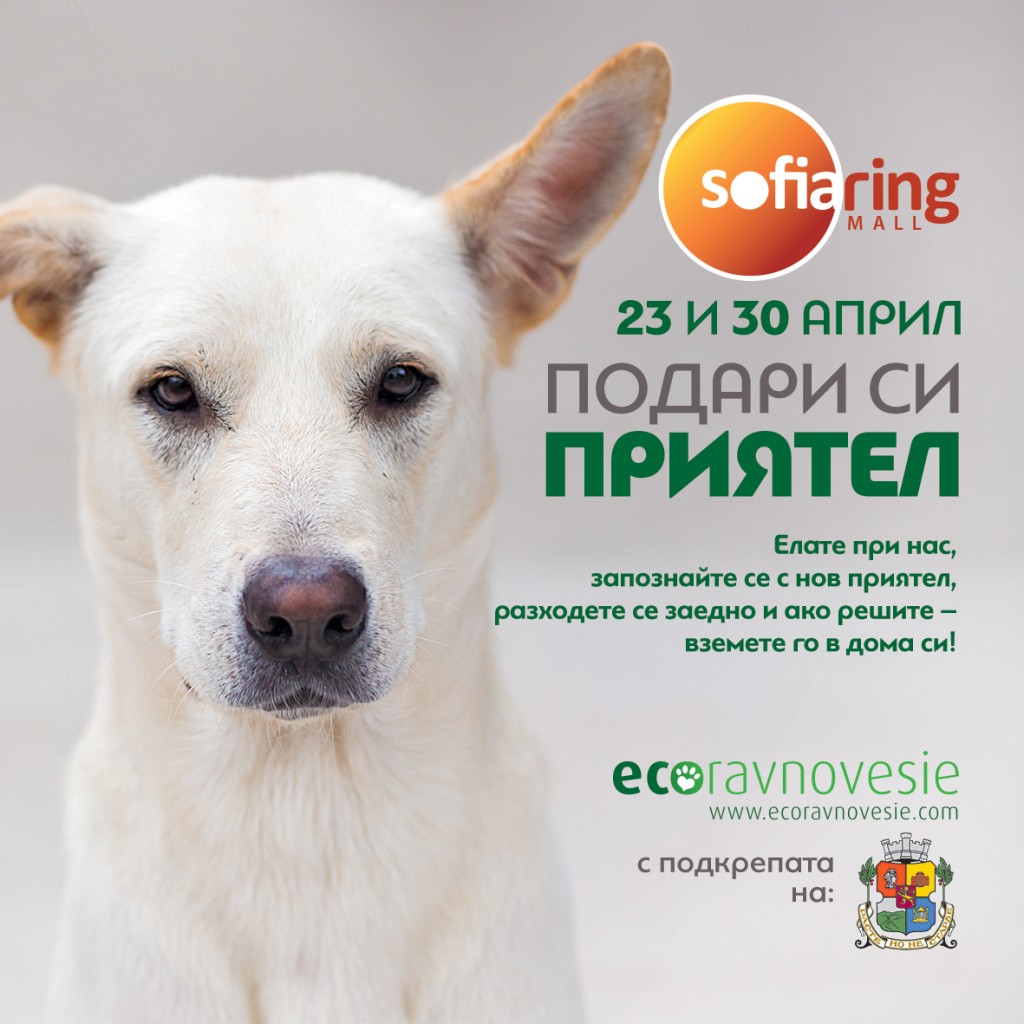 SRM-DOG-event-variant-4